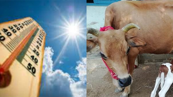 cowandheat