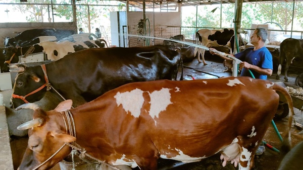 kozhikode-cow-
