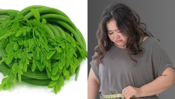 moringa1 moringa1