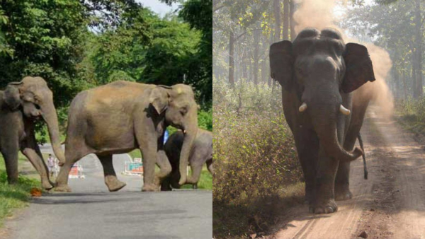 wildelephantsmalappuram