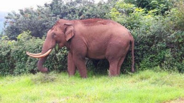 wyd-elephant wyd-elephant