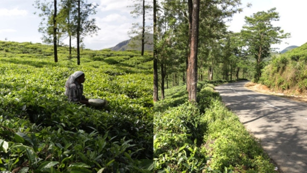 kuttikanamidukkitourism