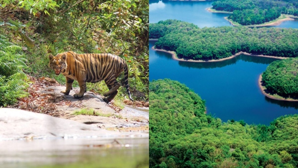 parambikulamtiger parambikulamtiger