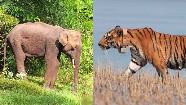 wayanad-wild-animal-attack