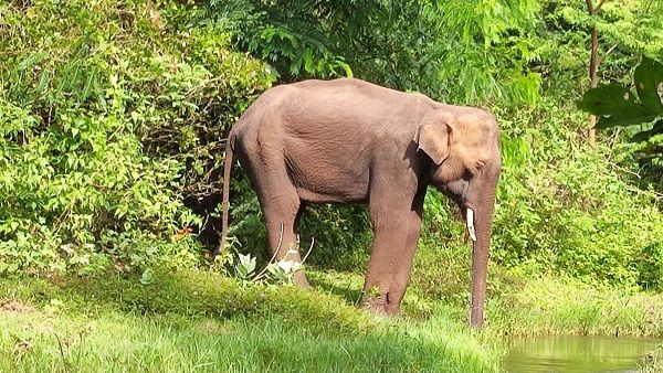 wyd-elephant