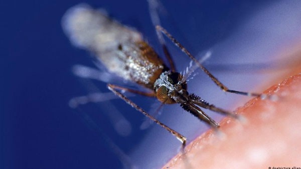 malappuram-malaria