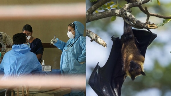 nipah2-1