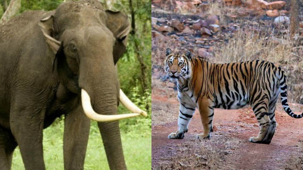 wildelephantattackkerala