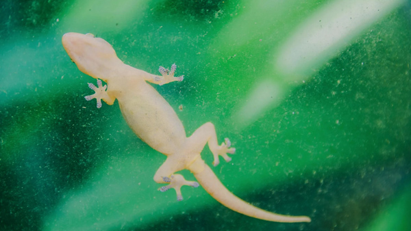 cleaning tips cleaning tips