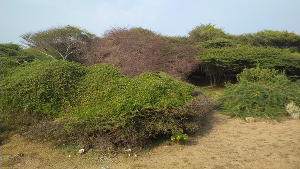 meesai-karuvai meesai-karuvai