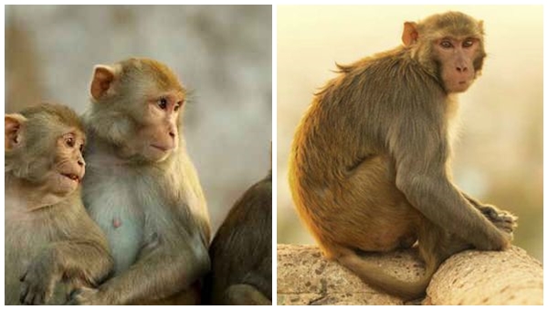 kollm Monkey kollm Monkey