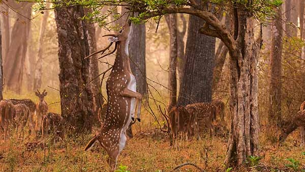 nagarholenationalpark
