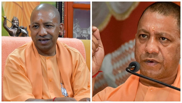 yogi