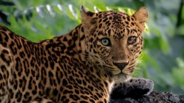 leopard-attack leopard-attack