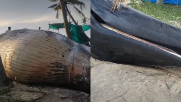 whalealappuzha whalealappuzha