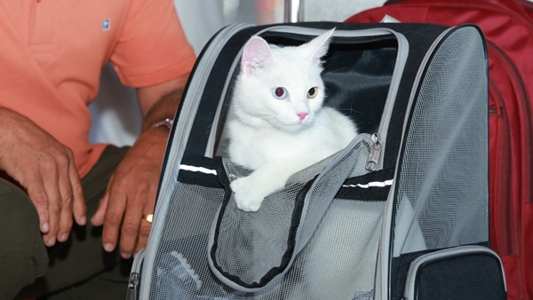 cat iva from qatar arrived kochi