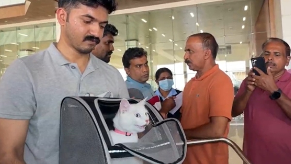 cat iva from qatar arrived kochi