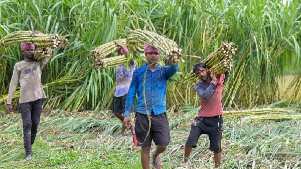 sugar-cane-farmers