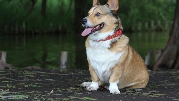 chinese dog chinese dog