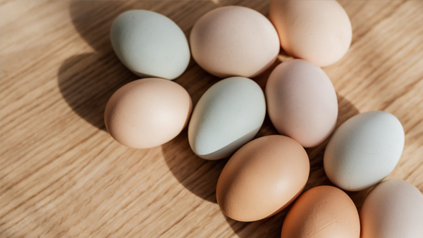 egg