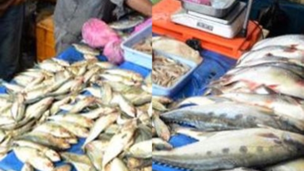 fishmeat2- fishmeat2-