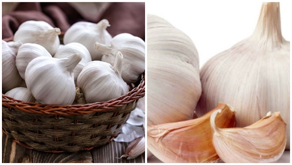 GARLIC