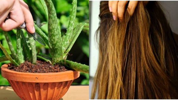 hairgrowthplantsnew