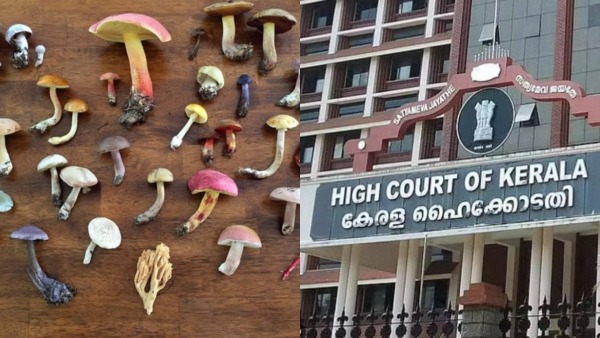 magicmushroomkeralanew magicmushroomkeralanew