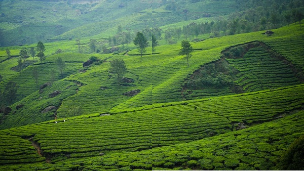 munnar- munnar-
