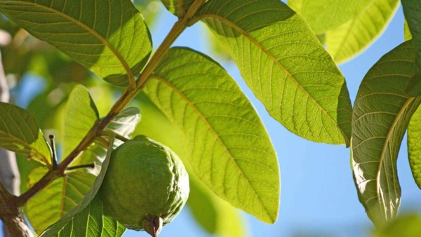 guava