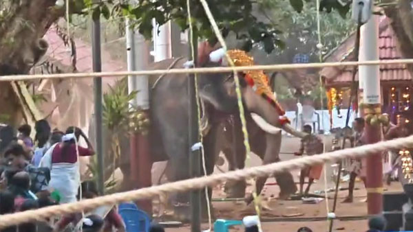 Koyilandi Temple Elephant
