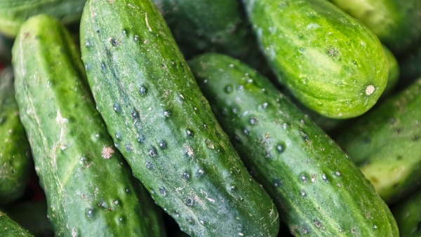 CUCUMBER