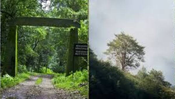 silen-174289 silen-174289