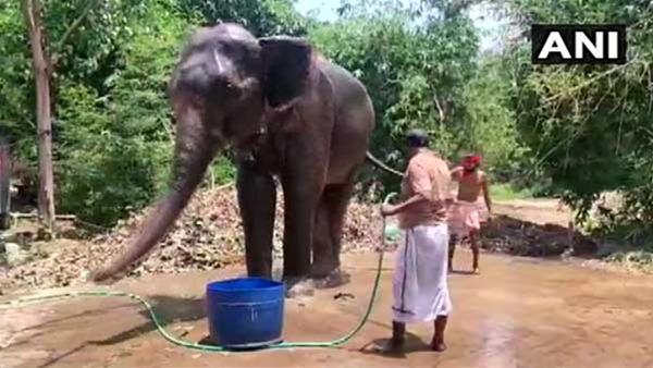 elephent-rehab-