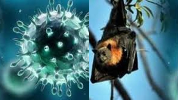 nipah2-174378 nipah2-174378