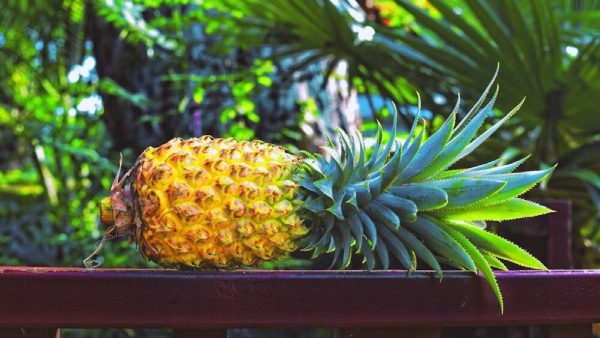 pineapplebenefits