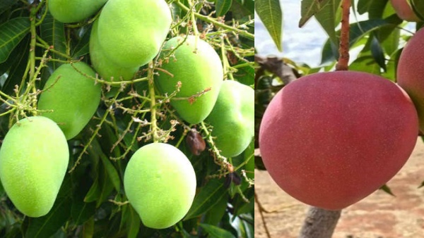 india mango export to uae-1 india mango export to uae-1