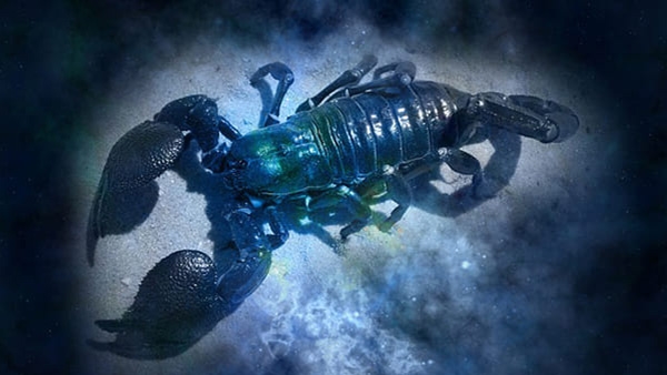 June Weekly Horoscope