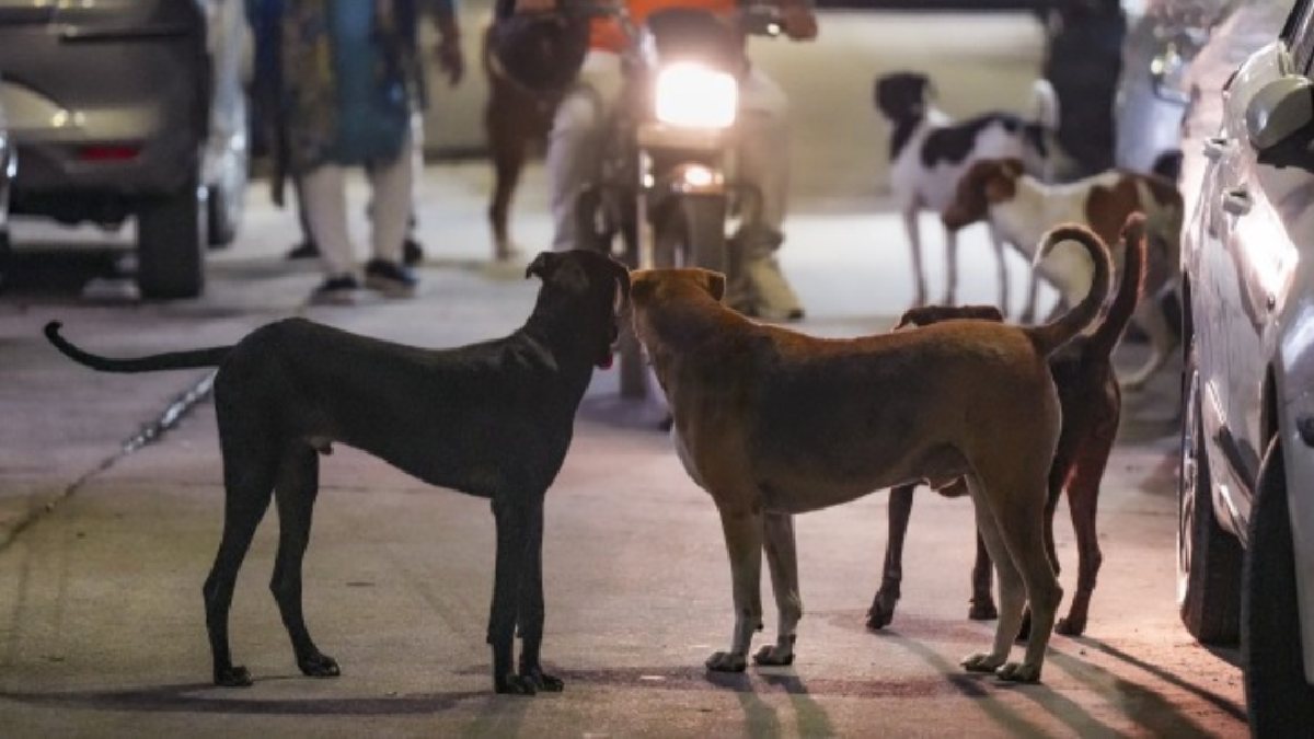 This verdict should be implemented in Kerala'; More than two lakh people  are bitten by stray dogs | 'കേരളത്തില്‍ ഇത് അത്യാവശ്യമാണ്';  കടിയേല്‍ക്കുന്നത് രണ്ട് ലക്ഷത്തിലേറെ പേര്‍ക്ക് ...