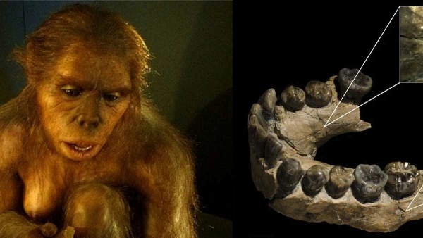 Homo habilis Homo habilis