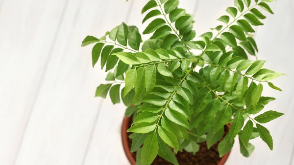 curryleaves