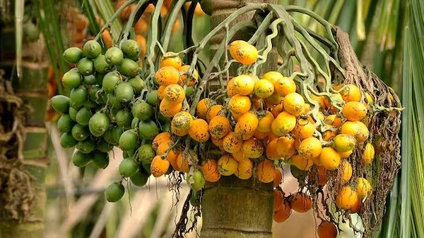 arecaa-1768390263 jpg