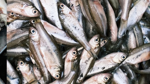 fish-inspection-1771412377 jpg fish-inspection-1771412377 jpg