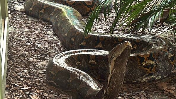 ibu-baron-indonesia-1770288959 jpg ibu-baron-indonesia-1770288959 jpg