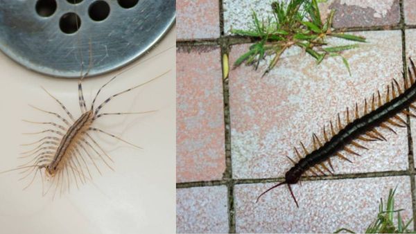 centipedes in bathroom drains centipedes in bathroom drains