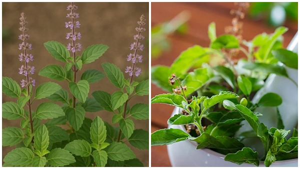 health-benefits-of-eating-tulsi-1772987007 jpg health-benefits-of-eating-tulsi-1772987007 jpg