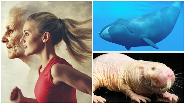 human-longevity-1774843556 jpg human-longevity-1774843556 jpg