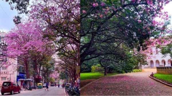 Cherry Blossom Cherry Blossom