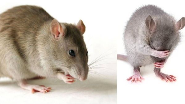 monsoon rats monsoon rats