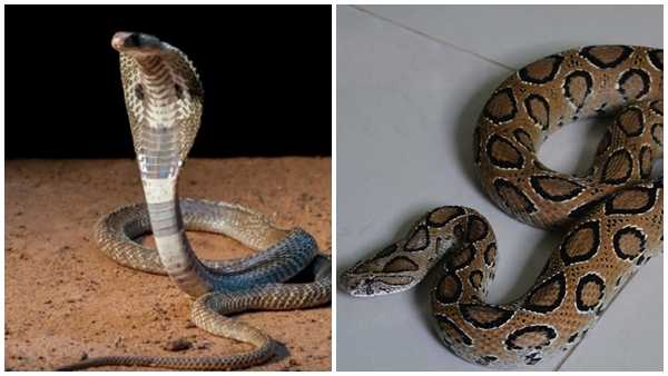 Snake Menace in Malappuram Snake Menace in Malappuram